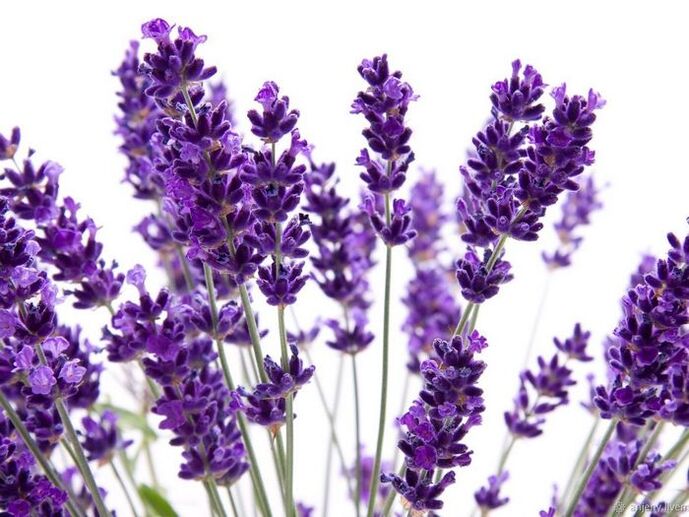 Composizione della crema Varicone lavanda angustifolia